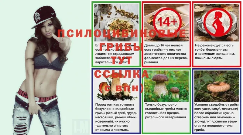 Галлюциногенные грибы Psilocybe  Курчалой 